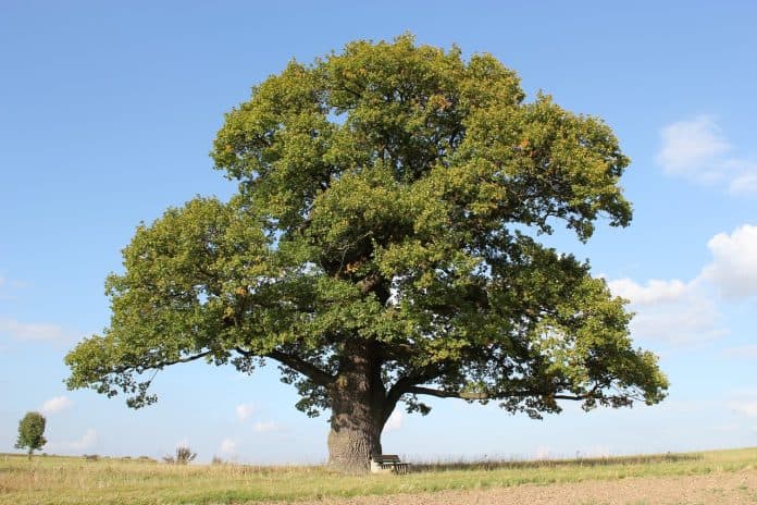 Quercus tree