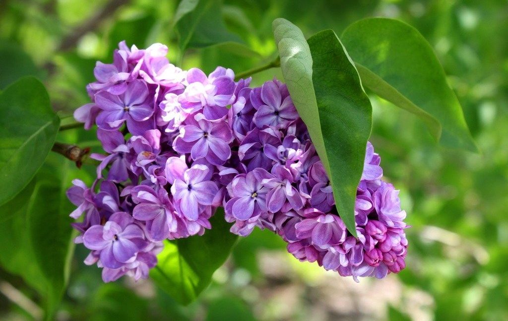 Сирень