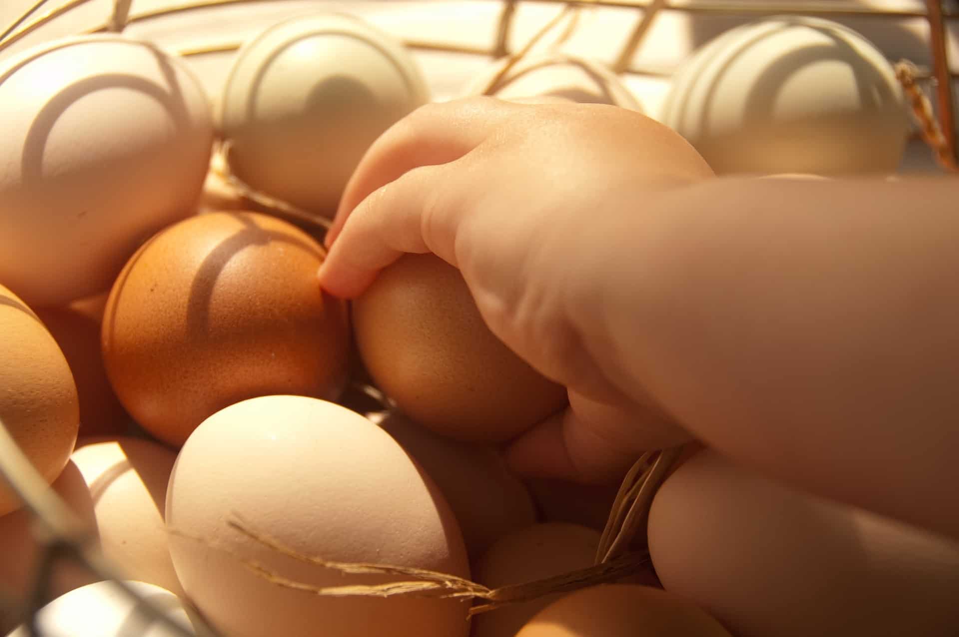 Куриным яйцам сложно найти альтернативу среди яиц других птиц