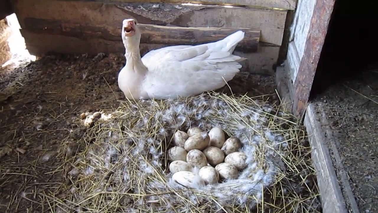 гусячі яйця