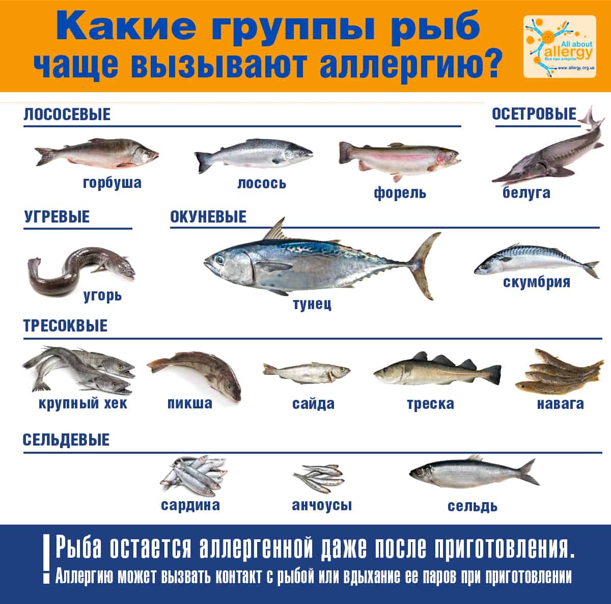 Рыба Названия Список Фото