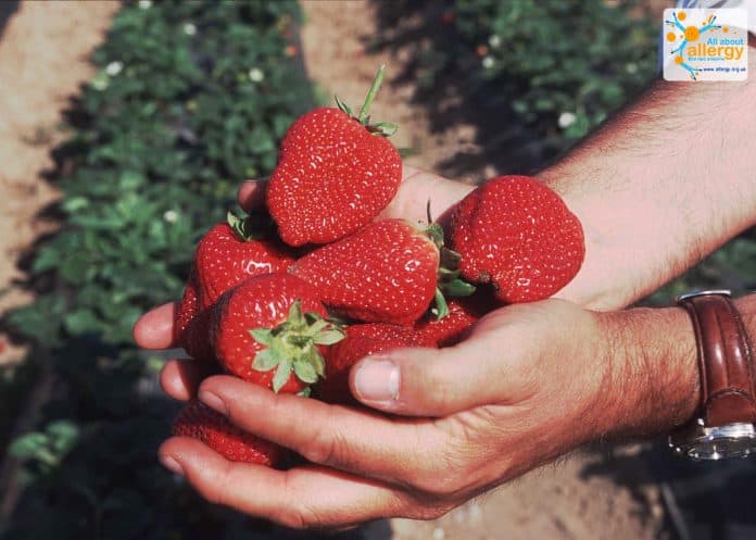 Может ли быть аллергия на клубнику у детей. berries 0. Может ли быть аллергия на клубнику у детей фото. Может ли быть аллергия на клубнику у детей-berries 0. картинка Может ли быть аллергия на клубнику у детей. картинка berries 0. Пищевая аллергия – специфическая реакция организма, которая проявляется после употребления в пищу определенных продуктов питания (или их ингредиентов). Чаще всего подобную защитную реакцию вызывает белок, реже – жиры и/или углеводы.