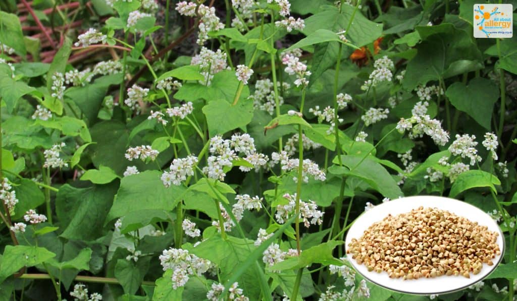 Чем заменить крупы с глютеном: девять вариантов полезных продуктов ...