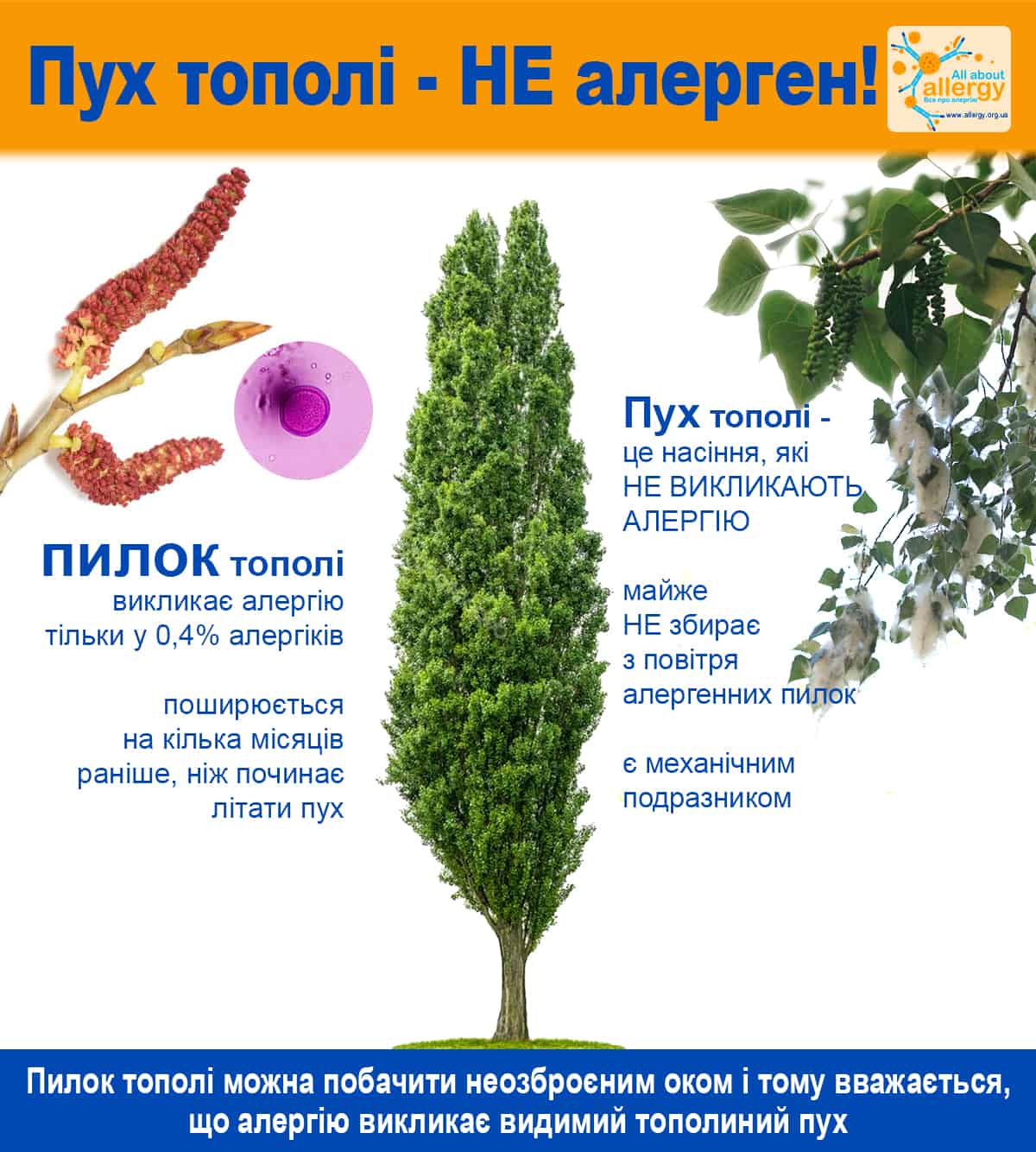 Міфи про алергію. Тополиний пух