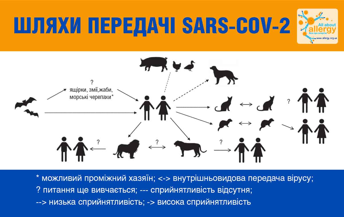 Людина та коронавіруси тварин
