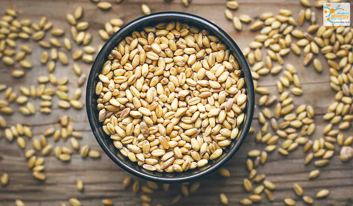 Аллергия на кутью: как выбрать зерновую основу?